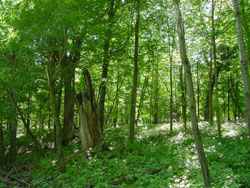 Beautiful Woods & Water!!!