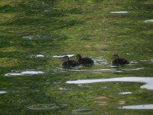 Baby Ducts at Lake Redstone